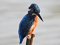 Common kingfisher - 1.jpg