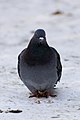 * Nomination Rock pigeon (Columba livia) in the snow --PierreSelim 11:43, 11 February 2012 (UTC) * Promotion Can you brighten it please? Mattbuck 13:15, 19 February 2012 (UTC)  Done --PierreSelim 07:01, 24 February 2012 (UTC) OK. Mattbuck 11:31, 25 February 2012 (UTC)