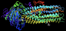 Complex of ivacaftor with CFTR Complex of Ivacaftor bound to CFTR.png