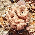 * Nomination Coral (Siderastrea savignyana), Ras Muhammad National Park, Egypt --Poco a poco 15:42, 25 July 2022 (UTC) * Promotion Good quality. --Snowmanstudios 19:04, 25 July 2022 (UTC)