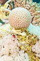 * Nomination Coral (Siderastrea savignyana), Ras Muhammad National Park, Egypt --Poco a poco 09:43, 7 June 2022 (UTC) * Promotion  Support Good quality -- Terragio67 10:20, 7 June 2022 (UTC)