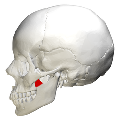 Koronoideus proses mandibula - pandangan lateral.png