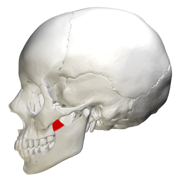 File:Coronoid process of mandible - lateral view.png