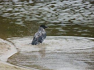 Сіра ворона, також відома як ґава, купається в річці