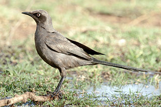 Ashy starling Species of bird