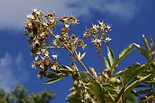 Cossinia pinnata Blüten und unreife Früchte.jpg