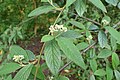 Cotoneaster floccosus kz01.jpg