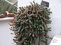 Crassula nealeana (Africa meridionale)