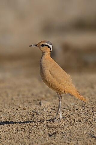 <span class="mw-page-title-main">Cream-colored courser</span> Species of bird