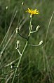 Fenchelblättriger Pippau (Crepis chondrilloides)
