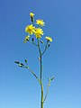 Inflorescence