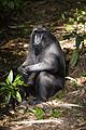 Celebes crested macaque