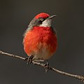 Crimson Chat, Round Hill Nature Reserve, New South Wales, Australia