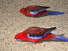 Eating seeds from the ground. The feathers on the back have a scalloped pattern. Crimson Rosella (Platycercus elegans) -two eating seeds.jpg