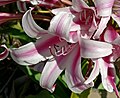 Crinum kirkii