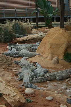 Image illustrative de l’article La Ferme aux crocodiles