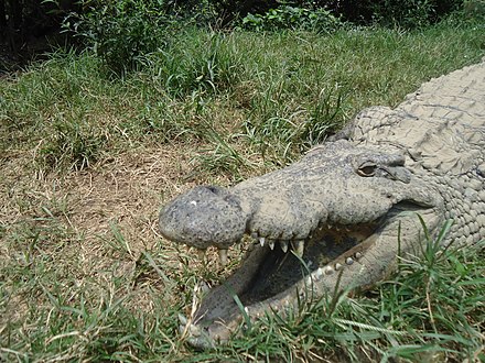 Crocodile of Croc'Farm