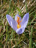 Miniatura para Crocus cancellatus