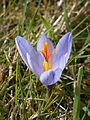 Crocus cancellatus close-up