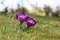 * Nomination Crocus--Thesupermat 13:16, 3 March 2010 (UTC) * Decline Beautiful, but not enough DOF. Most of the flower on the left is not sharp. -- Avenue 01:13, 4 March 2010 (UTC)