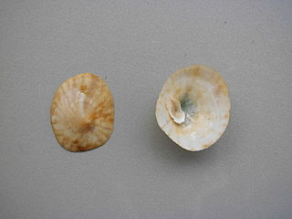 <i>Crucibulum striatum</i> Species of gastropod