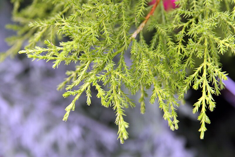 File:Cupressus macrocarpa Goldcrest 2zz.jpg