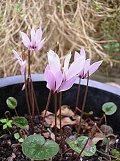 <center>Cyclamen cilicium</center>