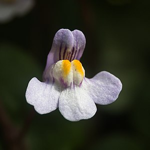 Flore de la Vaunage: Cymbalaria muralis (France) (23 04 16)