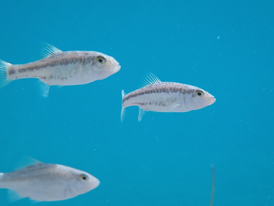 Cuatro Cienegas pupfish