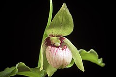 Description de l'image Cypripedium debile (Hokkaido) Rchb.f., Xenia Orchid. 2- 223 (1874) (34232426561).jpg.