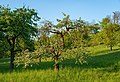 Dörzbach - Jagst-Nordhang zwischen Dörzbach und Hohebach - Apfelbaum