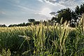 * Nomination Barley field in the hamlet Dernekamp, Kirchspiel, Dülmen, North Rhine-Westphalia, Germany --XRay 03:19, 30 May 2018 (UTC) * Promotion  Support Nice picture --PJDespa 04:48, 03 June 2018 (UTC)