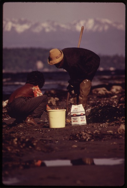 File:DIGGING FOR CLAMS AT ALKI BEACH, ON PUGET SOUND. LOCATED IN WEST SEATTLE, THE BEACH IS A MAJOR RECREATIONAL ASSET.... - NARA - 552278.tif