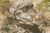 Fossil of the Carboniferous-Late Cretaceous petrified conifer wood morphogenus Dadoxylon Dadoxylon-chalala.jpg