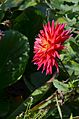 * Nomination Dahlia(Dahlia x cultivar), side view. Private garden, France. --JLPC 18:45, 28 October 2014 (UTC) * Promotion Very good photo -- Spurzem 18:54, 28 October 2014 (UTC)