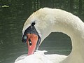 Damn Itch - mute swan in Prospect Park.jpg