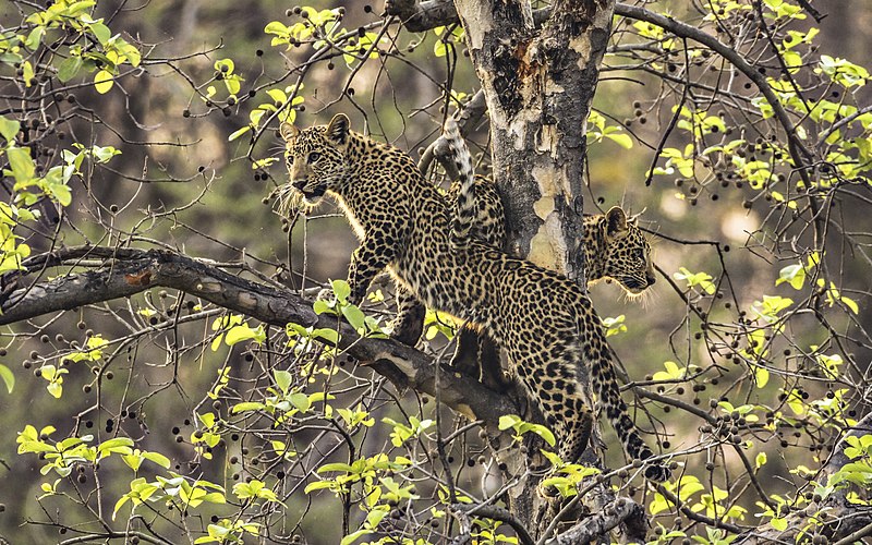 File:David Raju Leopard 3457 (cropped).jpg