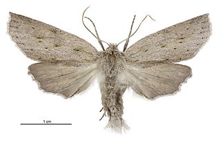 <i>Declana leptomera</i> Species of moth endemic to New Zealand