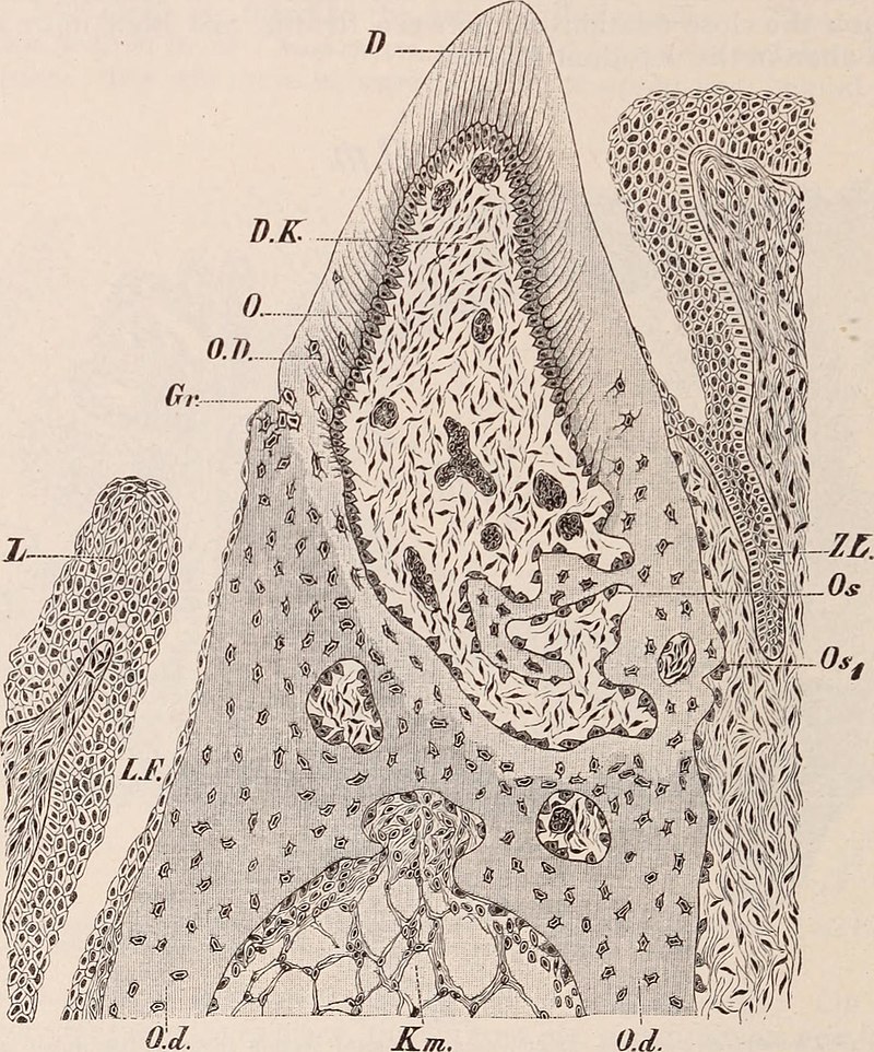 Dental cosmos (1893) (14592627437).jpg