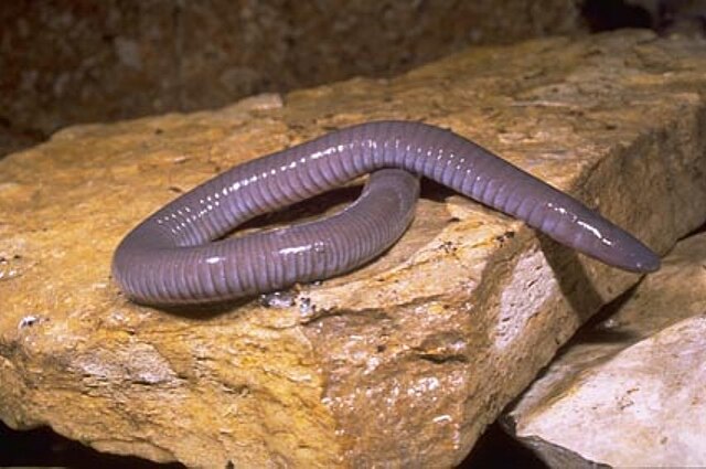 A Mexican burrowing caecilian