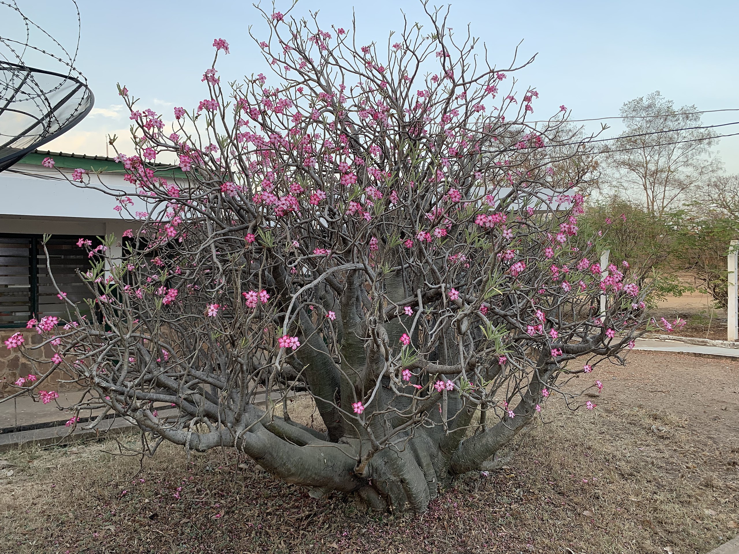 File:Desert Rose (Adenium obesum), Ghana.jpg - Wikipedia