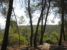 Vista in Dibeen Dibeen Trees.jpg