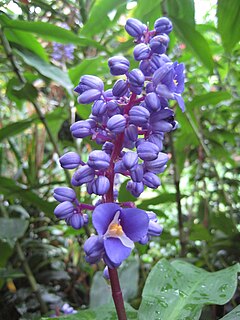 <i>Dichorisandra thyrsiflora</i> Species of flowering plant