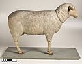 Modelo diático de uma ovelha.