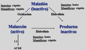 Diferencias de biotransformación que explican la toxicidad selectiva de malatión.