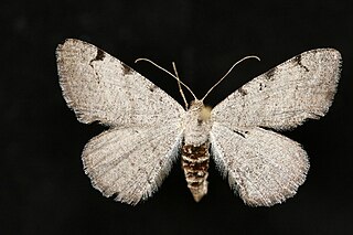 <i>Digrammia triviata</i> Species of moth