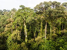 The dipterocarp tree group has dominated the Borneo lowland rain forests for millions of years Dipterocarp Forest at Danum Valley (13997709808).jpg