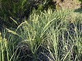 seashore saltgrass (Distichlis spicata)
