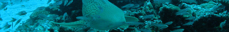 File:Diving in Thailand banner Leopard shark at Khaolak.JPG