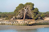 Parque nacional de Doñana desde el río Guadalquivir.